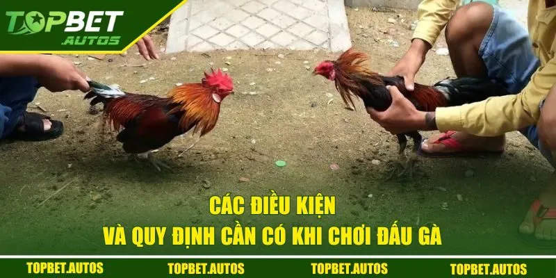 Đá Gà TOPBET | Cơ Hội Đổi Đời Cho Người Đam Mê Cá Cược 2 Các điều kiện và quy định cần có khi chơi đấu gà