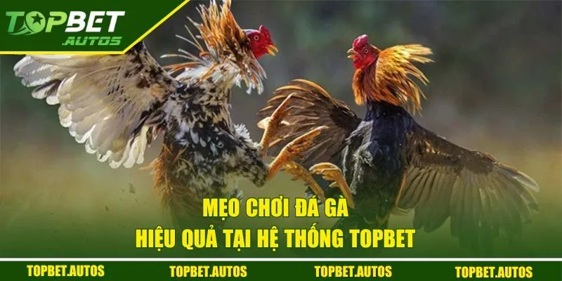 Đá Gà TOPBET | Cơ Hội Đổi Đời Cho Người Đam Mê Cá Cược 3 Mẹo chơi đá gà hiệu quả tại hệ thống TOPBET