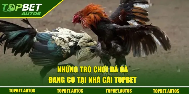 Đá Gà TOPBET | Cơ Hội Đổi Đời Cho Người Đam Mê Cá Cược 1 Những trò chơi đá gà đang có tại nhà cái TOPBET